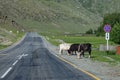 A long asphalt road with a white and yellow dividing strip on which three cows stand against a background of high mountains with Royalty Free Stock Photo