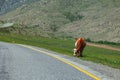 A long asphalt road with a yellow dividing strip on which brown cow stand against a background of high mountains with rocks and Royalty Free Stock Photo