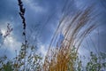 Long Autumn Grass Against Blue Sky on Polesye Natural Resort in Belarus