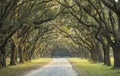 Long avenue of oaks Royalty Free Stock Photo