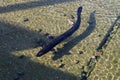 Several longfin eels in tshallow water at Lake Rotoiti in New Zealand