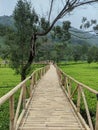 Long bamboo bridge over tea tree Royalty Free Stock Photo
