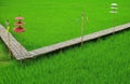 Long Bamboo path with ethnic style parasols on the vivid green rice field