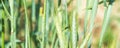 Long banner ears of corn in the field, macro a drop of dew or rain. Wheat ear in droplets of dew in nature on a soft blurry gold Royalty Free Stock Photo