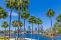 Palms line the Long Beach waterfront with skyline and harbor, CA Royalty Free Stock Photo