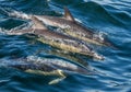 The Long-beaked common dolphin. Royalty Free Stock Photo