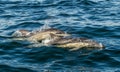 The Long-beaked common dolphin. Royalty Free Stock Photo