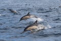 Long-beaked Common Dolphins Royalty Free Stock Photo