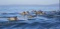 Long-Beaked Common Dolphins Royalty Free Stock Photo