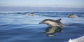 Long-Beaked Common Dolphins Royalty Free Stock Photo