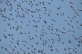 Godwits in flight Royalty Free Stock Photo