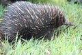 Long Beaked Echidna Royalty Free Stock Photo