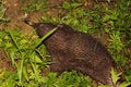 Long beaked Echidna, Zaglossus bruijnii, searching food in Indonesian New Guinea Royalty Free Stock Photo