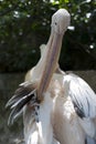 Long-beaked Pelican at Zoo. Birds and Animals