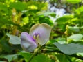 Long bean flower purple honey ants greeny nature Royalty Free Stock Photo