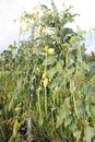 Long bean in Indonesian ricefield Royalty Free Stock Photo