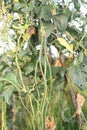 Long bean in Indonesian ricefield Royalty Free Stock Photo