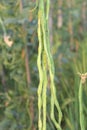 Long bean in Indonesian ricefield Royalty Free Stock Photo