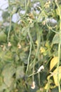 Long bean in Indonesian ricefield Royalty Free Stock Photo