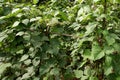 Long bean plant in the field. A field planted with long beans in the Babakan Madang area, Bogor, Indonesia Royalty Free Stock Photo