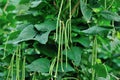 Long bean plants in growth Royalty Free Stock Photo