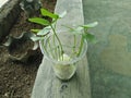 Long bean sprouts grow in plastic cups