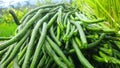 Close up, long beans are harvested directly from the rice fields, Royalty Free Stock Photo