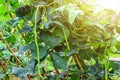 long beans, Vigna unguiculata sesquipedalis, green on organic vegetable trees in Thailand gardens Healthy food concept