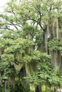 Long Lichens hanging on a Tree.