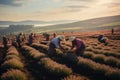 long beautiful violet lavender fields