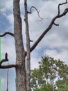 Long and big dead durian fruit tree at my farm still standing tall its been a year after have been strike by the lightning