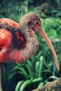 Long-billed bird posing