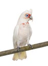 Long-billed Corella - Cacatua tenuirostris Royalty Free Stock Photo