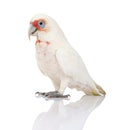 Long-billed Corella - Cacatua tenuirostris