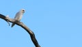 Long-billed Corella, Cacatua tenuirostris, on branch Royalty Free Stock Photo