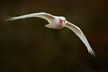 Long-billed Corella, Cacatua tenuirostris, flying white exotic parrot, bird in the nature habitat, action scene from wild, Austral