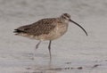 Long-billed Curlew