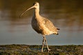 Long Billed Curlew