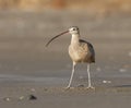 Long-billed Curlew on beach