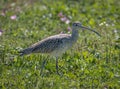 Long-billed Curlew in a Texas Coastal Prairie