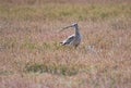 Long-billed Curlew bird foraging and hunting for food in a field during morning light. Utah, United States.