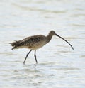 Long-Billed Curlew Bird