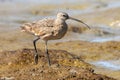 Long-billed Curlew foraging in mudflats at Palo Alto Baylands