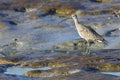 Long-billed Curlew foraging in mudflats