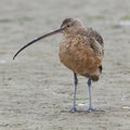 Long-billed Curlew foraging in wetland