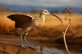 Long-billed Curlew, a graceful Numenius americanus, forages in wetlands.