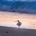 Long Billed Curlew on Moonstone Beach, Cambria, California Royalty Free Stock Photo