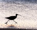 Long Billed Curlew on Moonstone Beach, Cambria, California Royalty Free Stock Photo