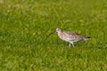 Long-Billed Curlew (Numenius arquata) Royalty Free Stock Photo