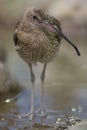 Long-Billed Curlew (Numenius arquata) Royalty Free Stock Photo